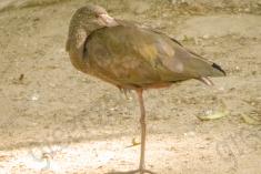 Coró Coró 8 <em>(2130)</em>