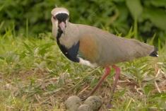 Quero Quero 13 <em>(2131)</em>