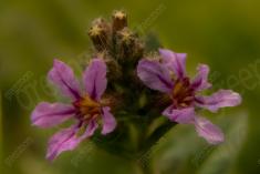 Flor 242 <em>(2132)</em>