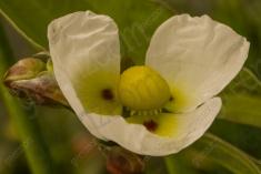 Flor 243 <em>(2133)</em>