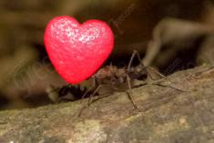 Formiga 1 <em>(2134)</em>