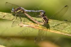 Libelula 75 <em>(2135)</em>