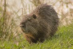 Ratão do Banhado 1 <em>(2136)</em>