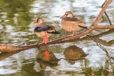 Marreco 5 <em>(2137)</em>