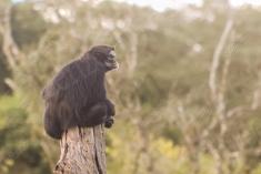 Macaco 38 <em>(2138)</em>