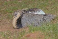 Ema 16 <em>(2139)</em>