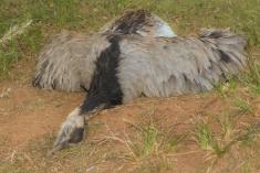 Avestruz 9 <em>(2140)</em>