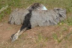 Ema 17 <em>(2141)</em>