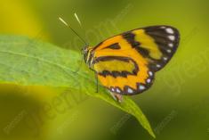 Borboleta 185 <em>(2143)</em>