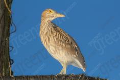 Socó 11 <em>(2144)</em>