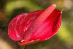 Flor 226 <em>(2145)</em>