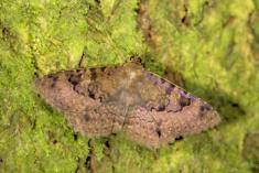 Mariposa 55 <em>(2146)</em>