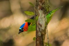 Saíra 7 Cores 30 <em>(2147)</em>