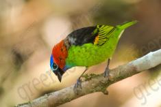 Saíra 7 Cores 31 <em>(2148)</em>