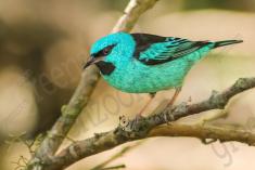 Saí Azul 5 <em>(2149)</em>