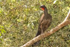 Jacu 6 <em>(2150)</em>