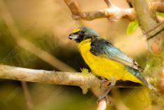 Guaturamo 1 <em>(2151)</em>