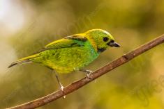 Saíra 7 Cores 33 <em>(2152)</em>