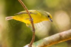 Gaturamo 1 (fêmea) <em>(2153)</em>