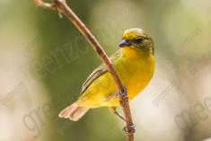 Gaturamo 2 (fêmea) <em>(2154)</em>