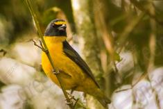 Guaturamo 2 <em>(2156)</em>