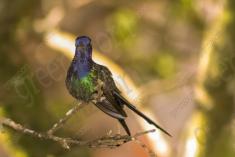 Beija Flor 61 <em>(2157)</em>