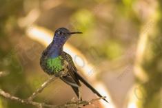 Beija Flor 50 <em>(2158)</em>