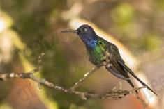 Beija Flor 51 <em>(2159)</em>