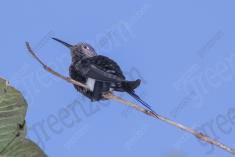 Beija Flor 62 <em>(2160)</em>