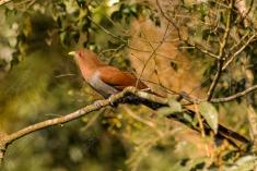 Alma de Gato 3 <em>(2161)</em>