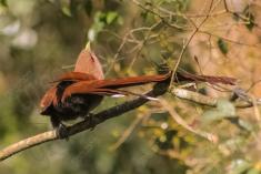 Alma de Gato 4 <em>(2162)</em>