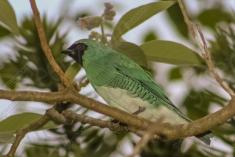 Saí Andorinha 1 <em>(2163)</em>