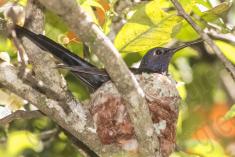 Beija Flor 66 <em>(2164)</em>