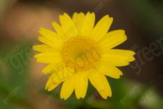 Flor 227 <em>(2165)</em>