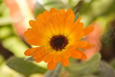 Flor 190 <em>(2166)</em>