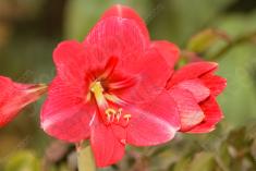 Flor 191 <em>(2167)</em>