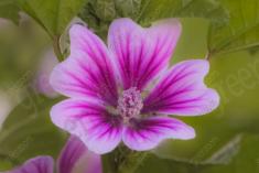 Flor 228 <em>(2168)</em>