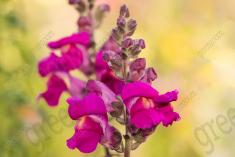 Flor 229 <em>(2169)</em>