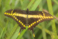 Borboleta 180 <em>(2170)</em>