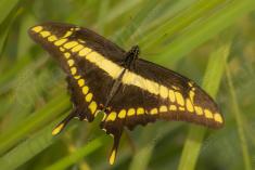 Borboleta 181 <em>(2171)</em>