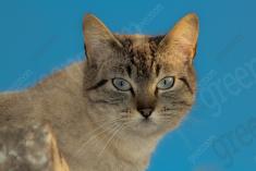 Gato 3 <em>(2172)</em>