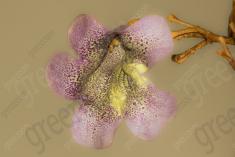 Flor 230 <em>(2173)</em>