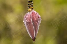 Flor 231 <em>(2174)</em>