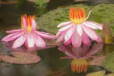 Flor 232 <em>(2175)</em>