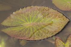 Abstrato 10 <em>(2176)</em>