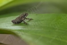 Sapo 14 <em>(2177)</em>