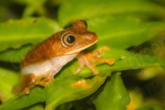 Sapo 15 <em>(2178)</em>