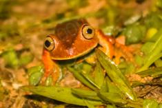 Sapo 11 <em>(2179)</em>