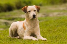 Cachorro 3 <em>(2180)</em>