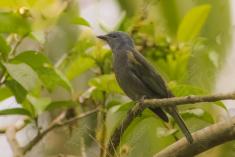 Sanhaçu 1 <em>(2181)</em>